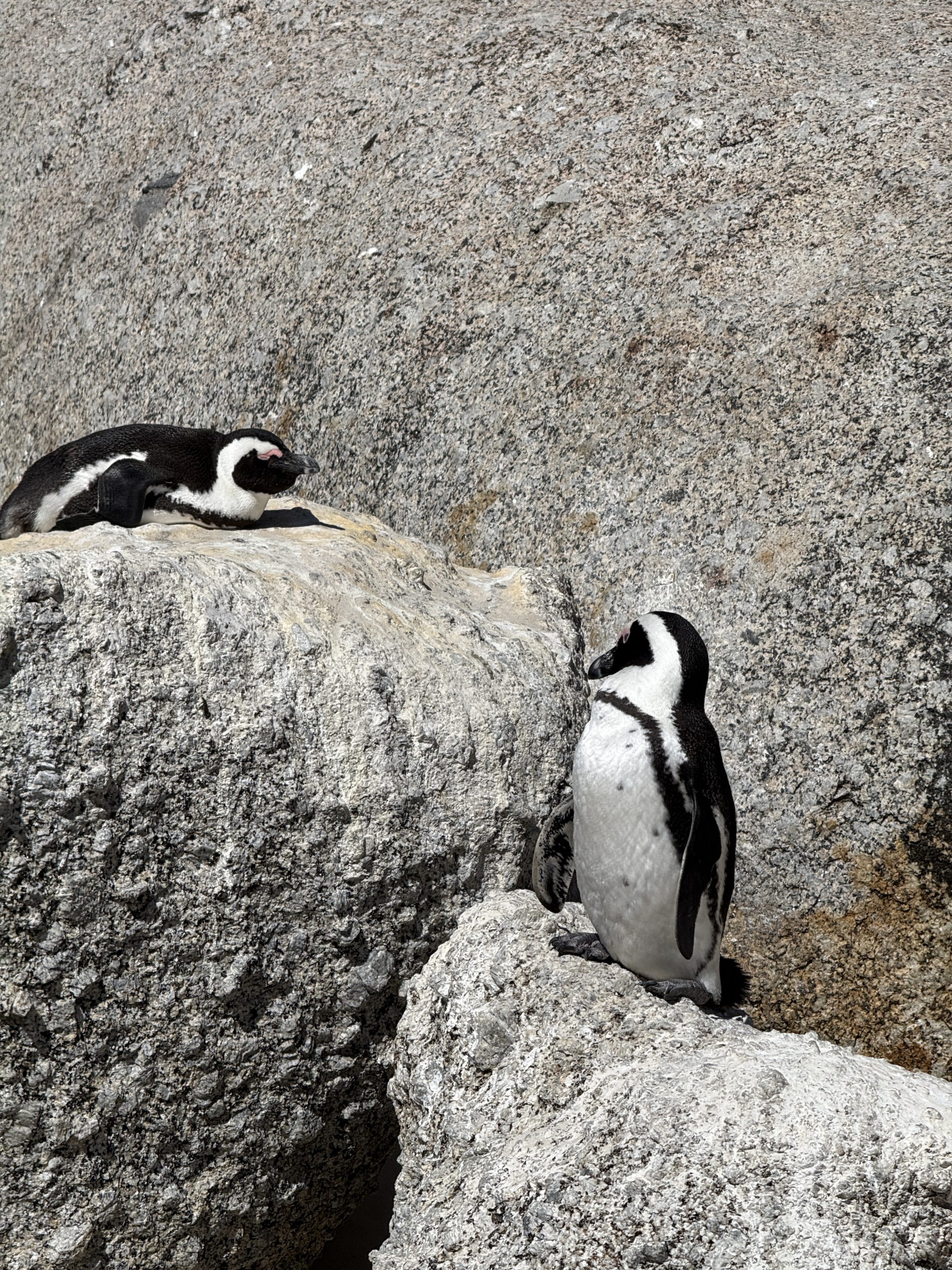 Zwei Pinguine beim Boulder Beach in Kapstadt bei Sonnenschein auf einem stein sitzend